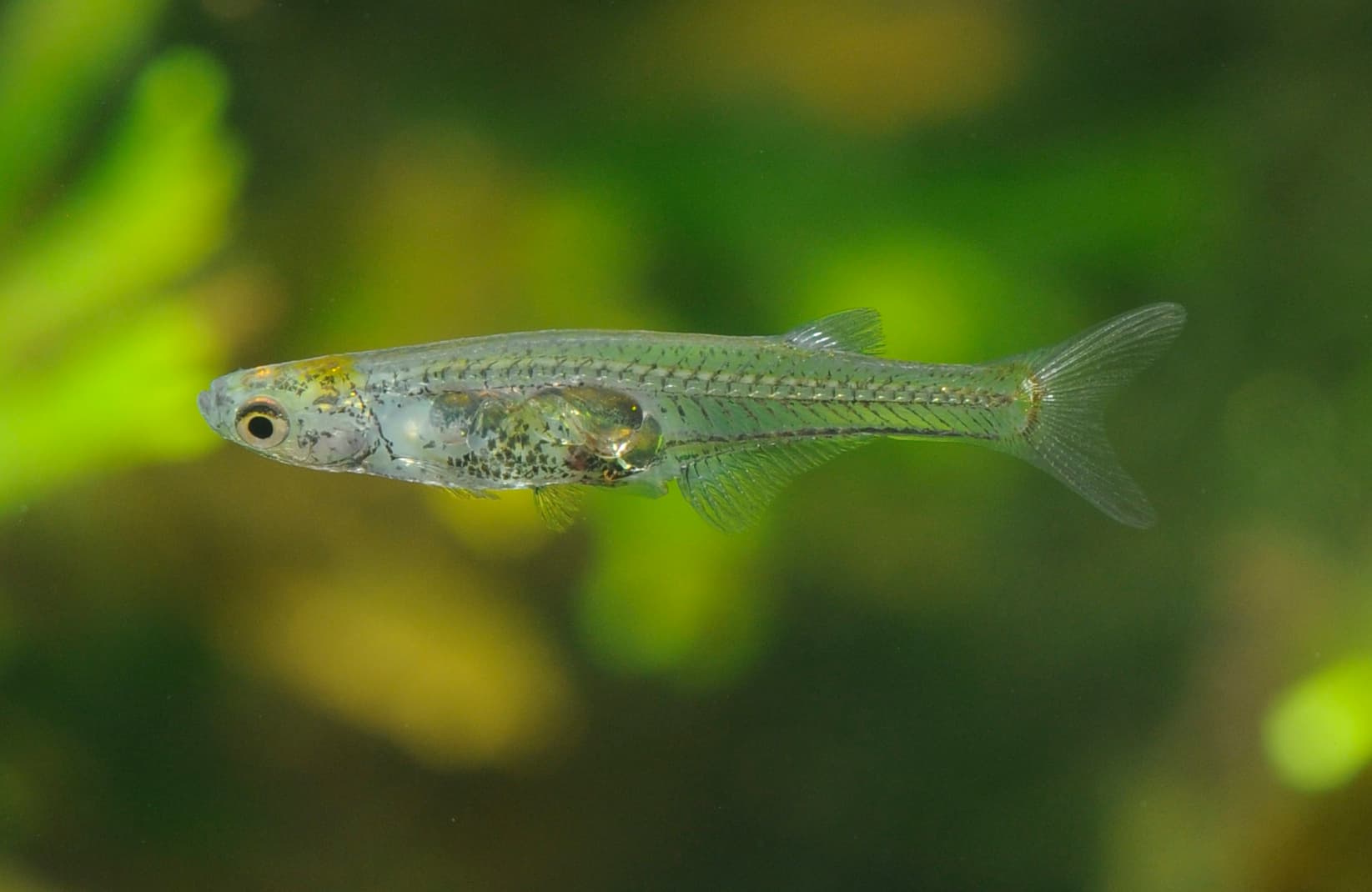 Live adult female Danionella cerebrum showing its transparent body and visible brain