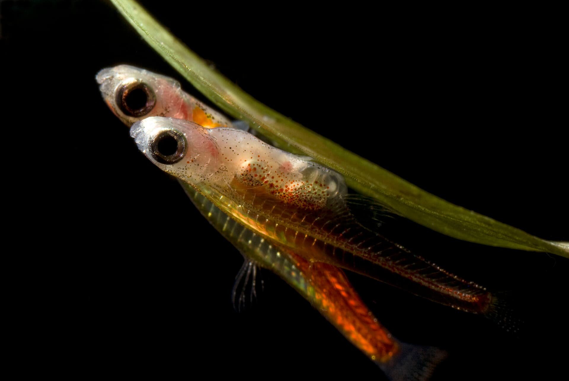 Two transparent adult Paedocypris progenetica resting among aquatic plants