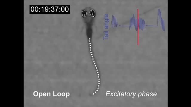 Head-restrained, tail-free larval zebrafish during a virtual-reality behavioral assay