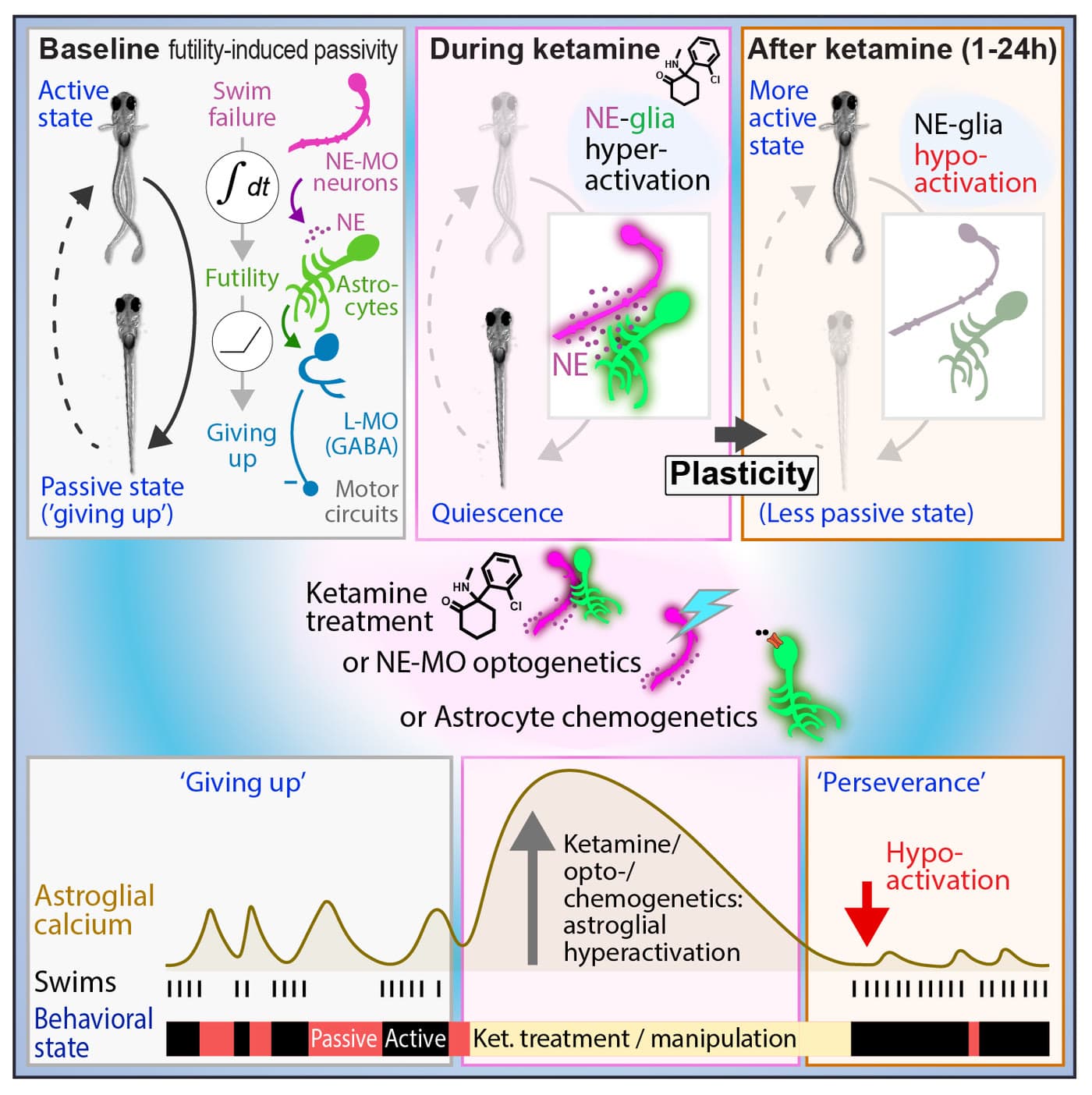 Graphical abstract of ketamine action in an astroglial circuit
