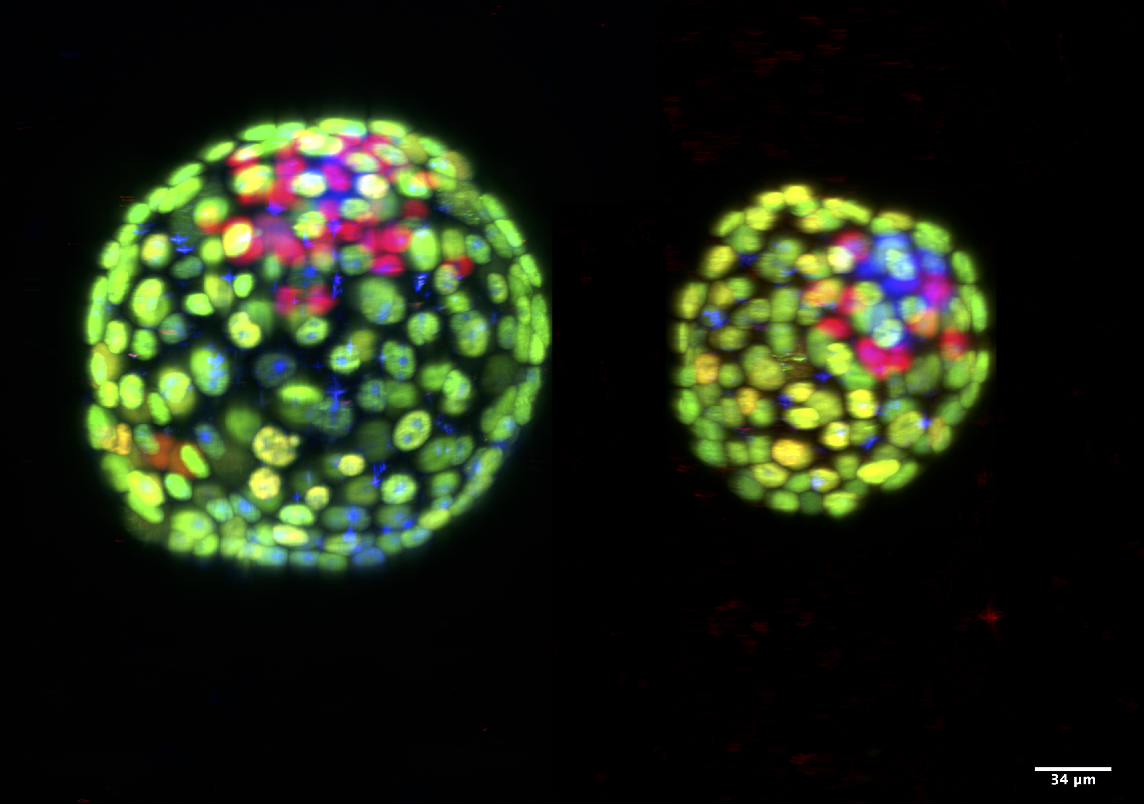 A control and a chimeric pre-implantation mouse embryo labeled with fluorescent markers